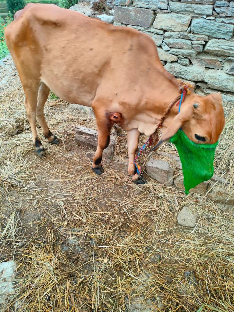 AdBageshwar's tweet photo. दिनांक 21 /6 /2023 oh को दुग्ध समिति मगरू प्रहरी मैं श्रीमती भगवती देवी की गाय का उपचार किया गया है जो लंपी से ग्रसित थी @DirectorDairy @basava_ias https://t.co/A3mEqZznXy