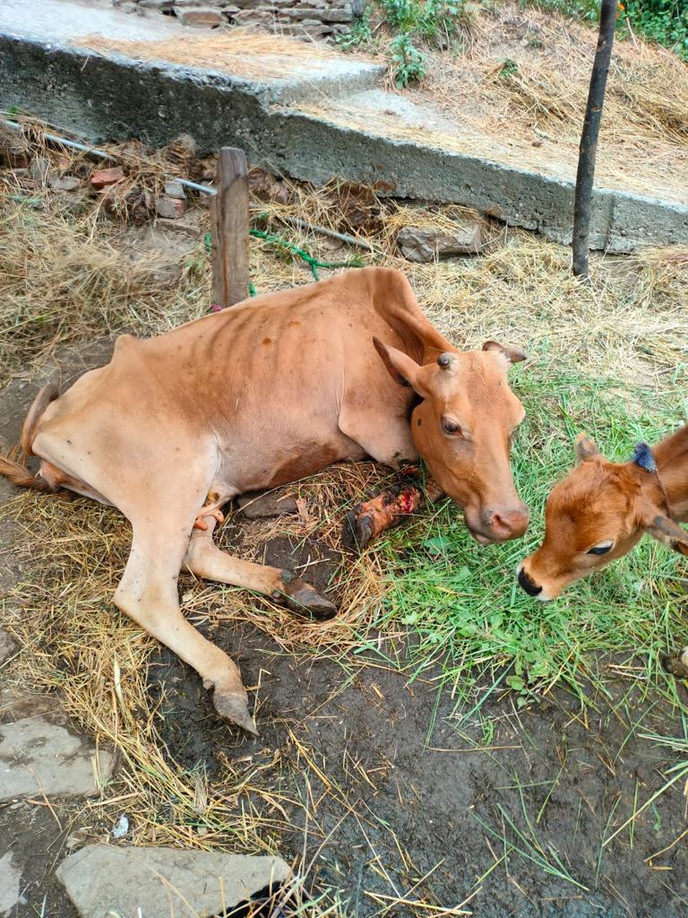 AdBageshwar's tweet photo. दुग्ध समिति झाला माली में आज दिनांक 22 /06/2023 को श्रीमती राधा देवी प्रेमा देवी व विमला देवी की गायों का उपचार किया गया जो लंपी 
से ग्रसित थे @DirectorDairy @basava_ias https://t.co/VHodPhbctE