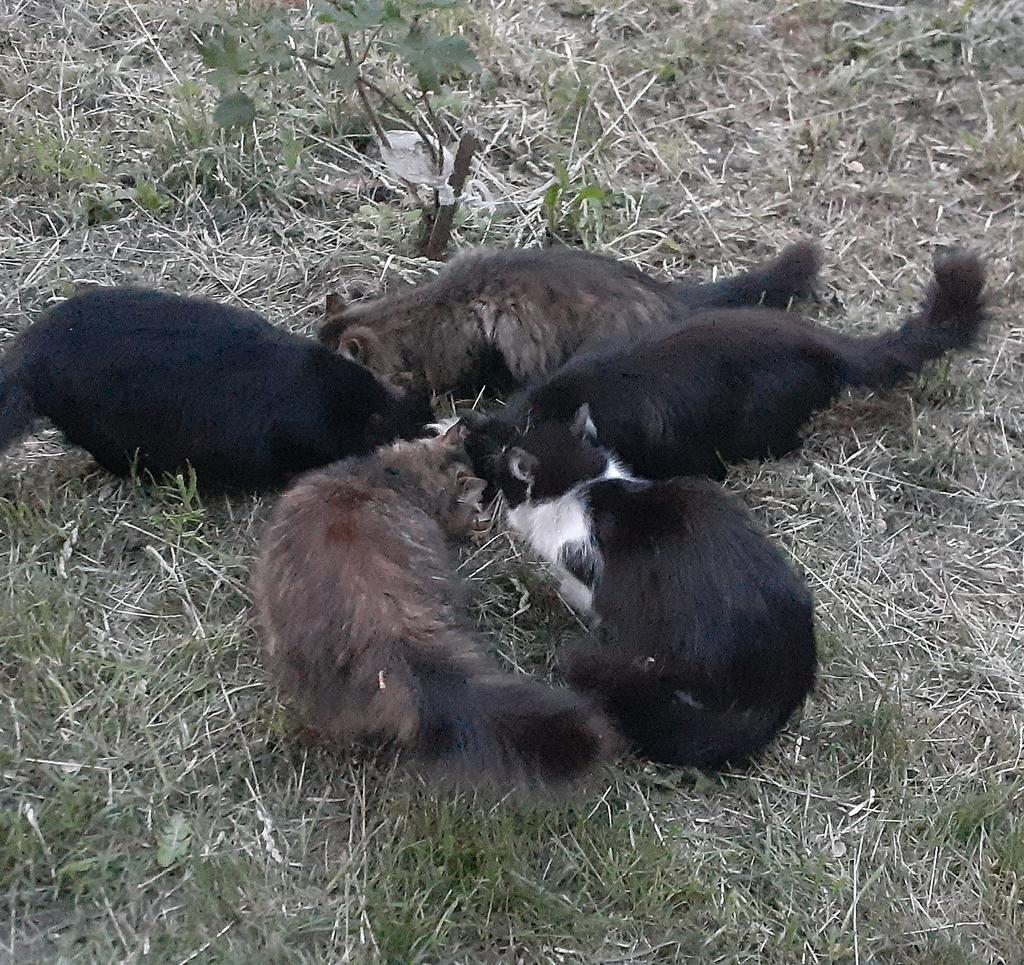 Бет on Twitter: "RT @kittyzht: #корм вчорашнє і якась стара фотка з ...