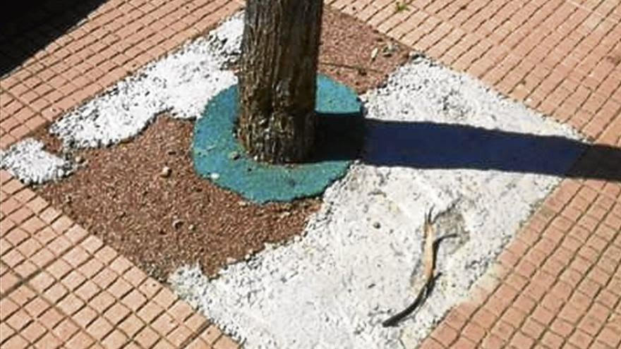 📷Izquierda: Dicen que es caucho transpirable y permeable
📷Derecha: Realmente debajo de la fina capa de caucho, hay hormigón
✅️Condenado a no poder respirar, a no recibir el agua de lluvia, a asfixiarse poco a poco hasta morir de pobredumbre, pero muere de "alcorquedumbre"⤵️