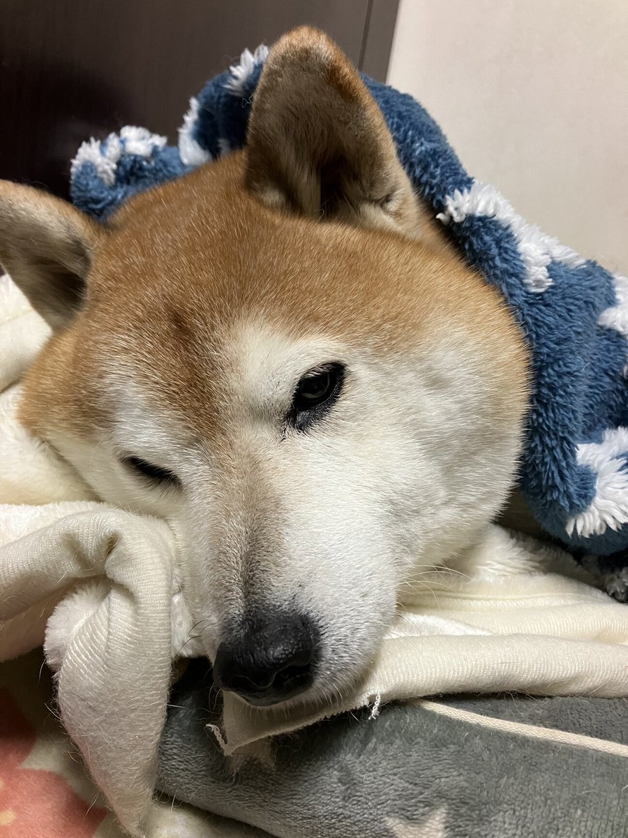 マタ on Twitter "RT tochigisatooya 【里親募集】「甘えん坊な 柴犬 たるおくん」栃木県 壬生町
