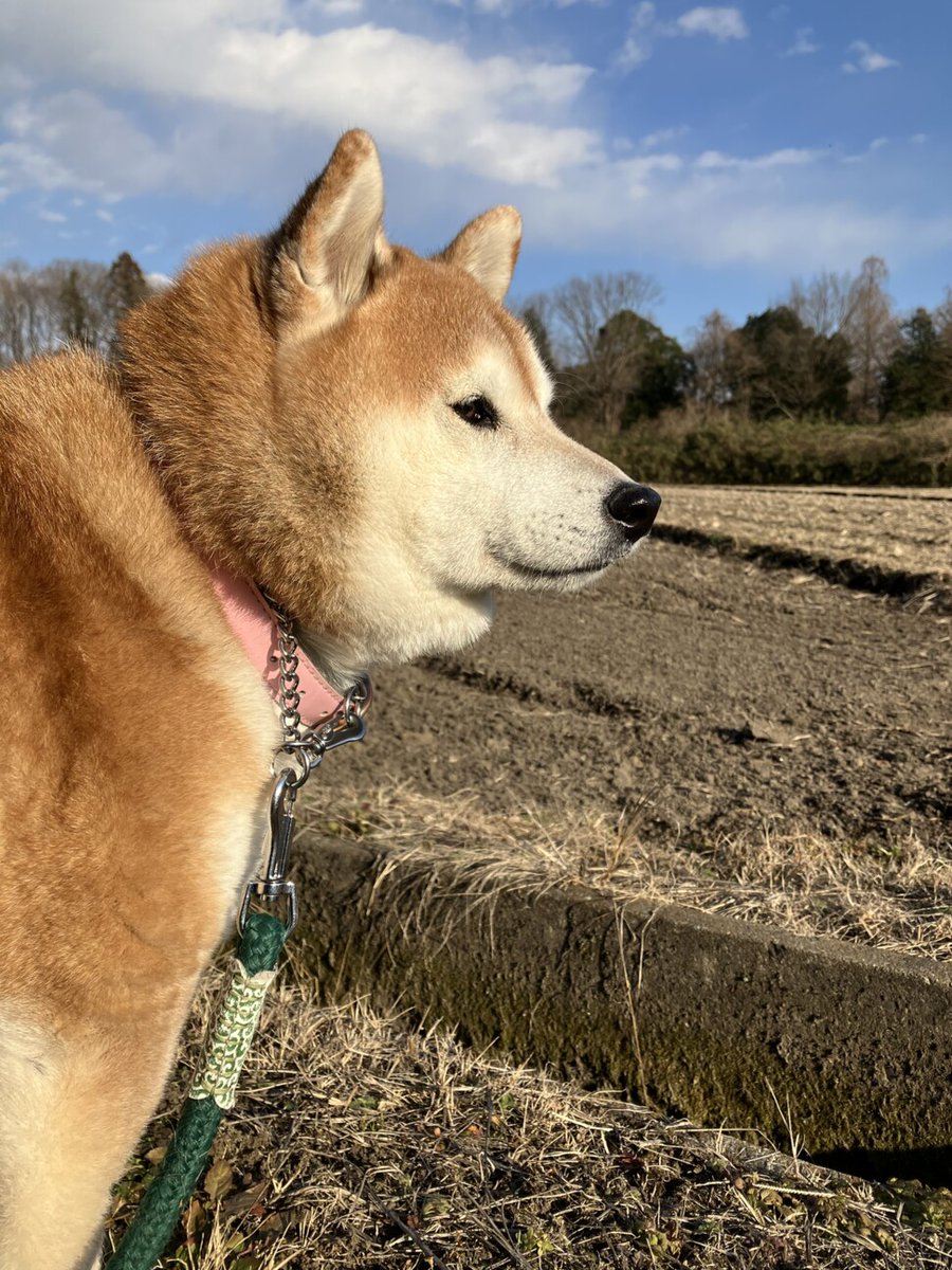 マタ on Twitter "RT tochigisatooya 【里親募集】「甘えん坊な 柴犬 たるおくん」栃木県 壬生町