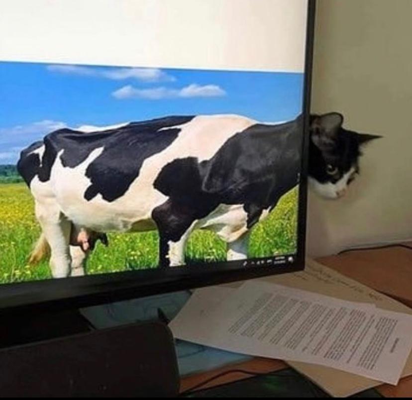 catshouldnt's tweet image. 