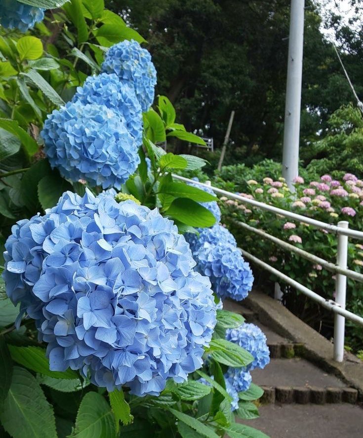 𝐀𝐫𝐝𝐞𝐥 ૮ ˶′ﻌ ‵˶ ა(MPCss4) tweet media