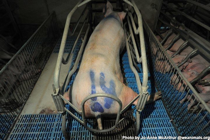 Paul_Vegano's tweet photo. “Farms don’t even consider animals to be real living things. They consider them to be protein units per square foot.” - Shenita Etwaroo

Stop Supporting Animal Cruelty
GoVegan🌱🌎

#AnimalRights #GoVegan #EndSpeciesism #Vegan #RosesLaw https://t.co/KlrkYY7vBt