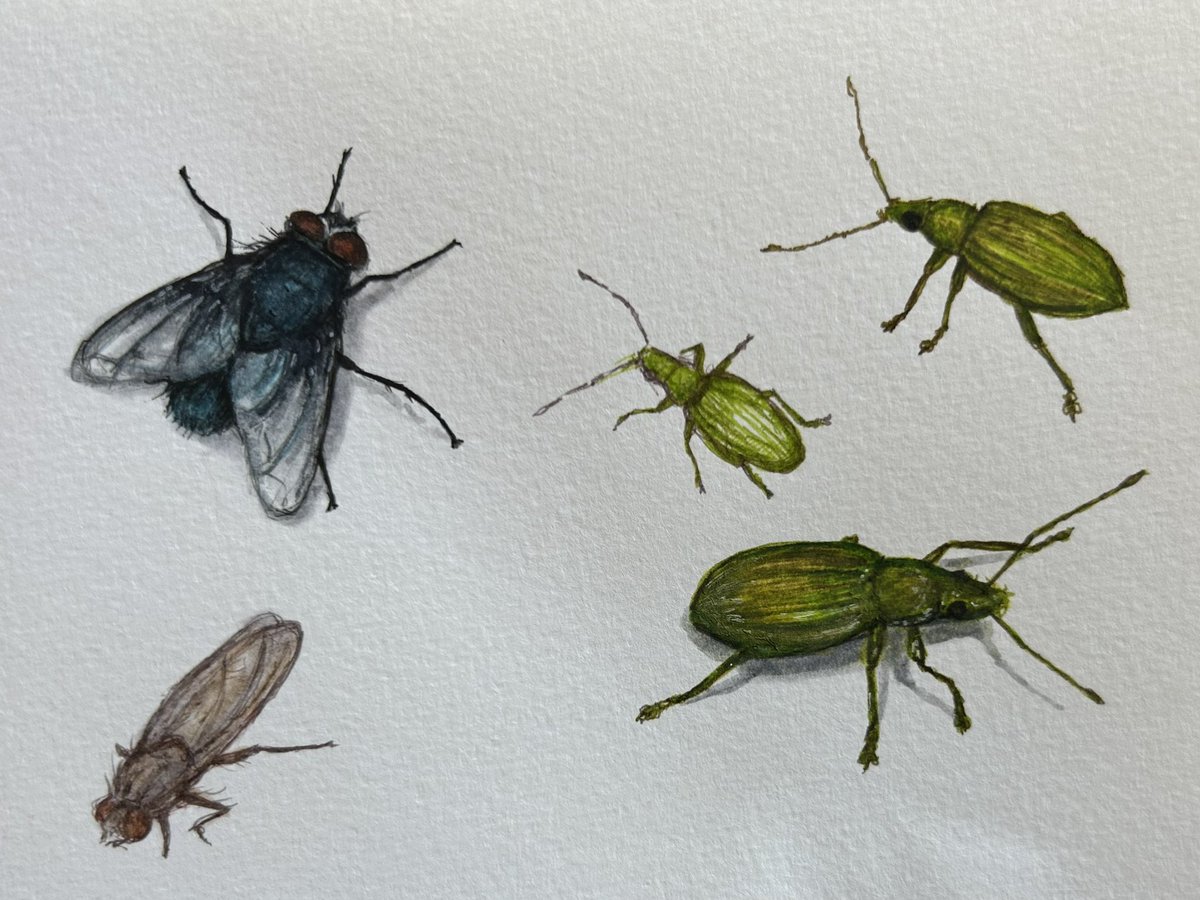 Flies and weevils for day 6 of #InsectWeek23 #InsectWeek #insects #drawing #biodiversity #art #nature #glasgow #TwitterNatureCommunity #wildlife #sketchbook