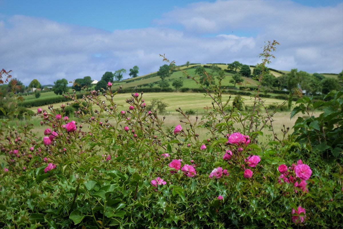 This  morning's local walk took in mountain views, sheughs and flowering hedgerows #CountyDown