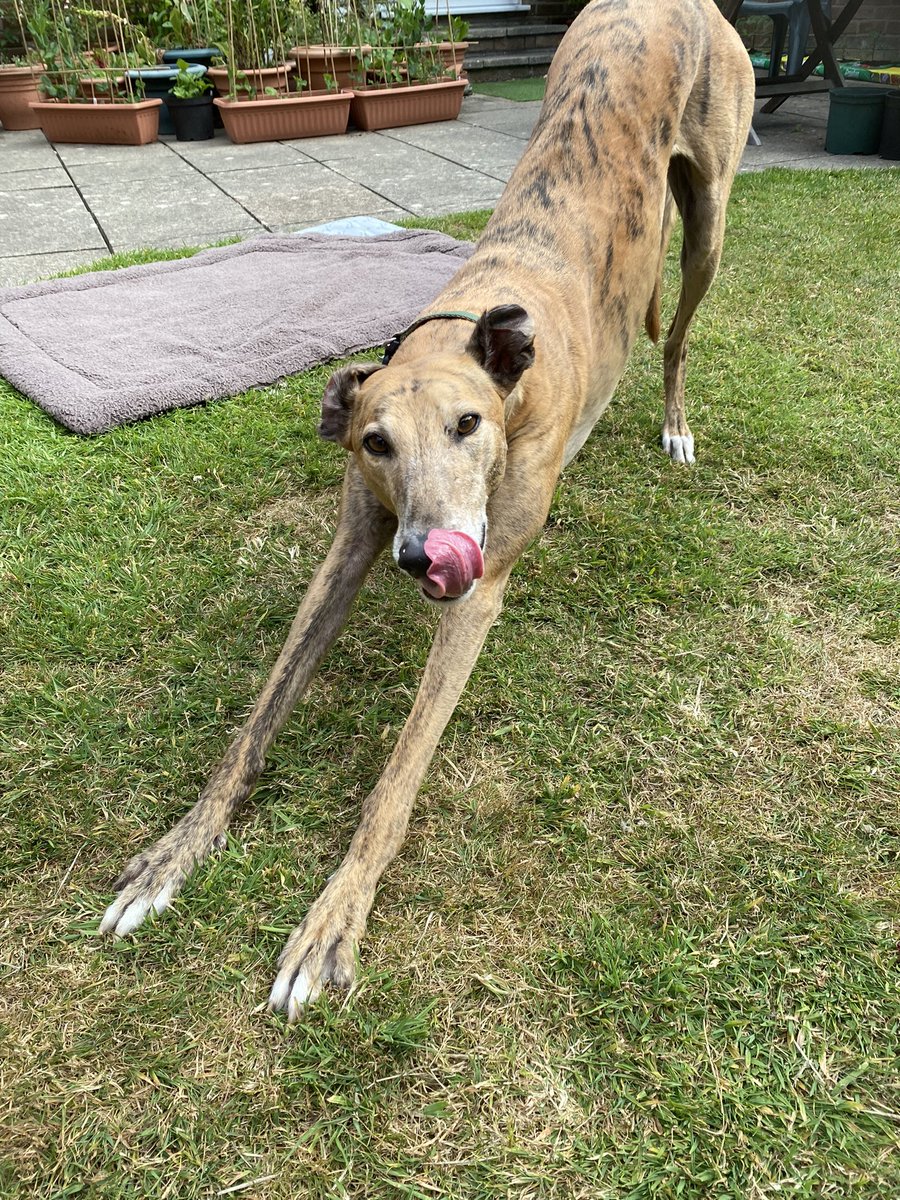 Theo’s birthday today - he’s 7 & being spoiled with lovely food. Thanks to @GalwaySPCA @ForeverHoundsUK for giving him the chance to enjoy life as a pet. Can’t wait for the day that greyhound racing is phased out in UK & beyond @GreyhAwarenCork @Jura_Harris #cutthechase