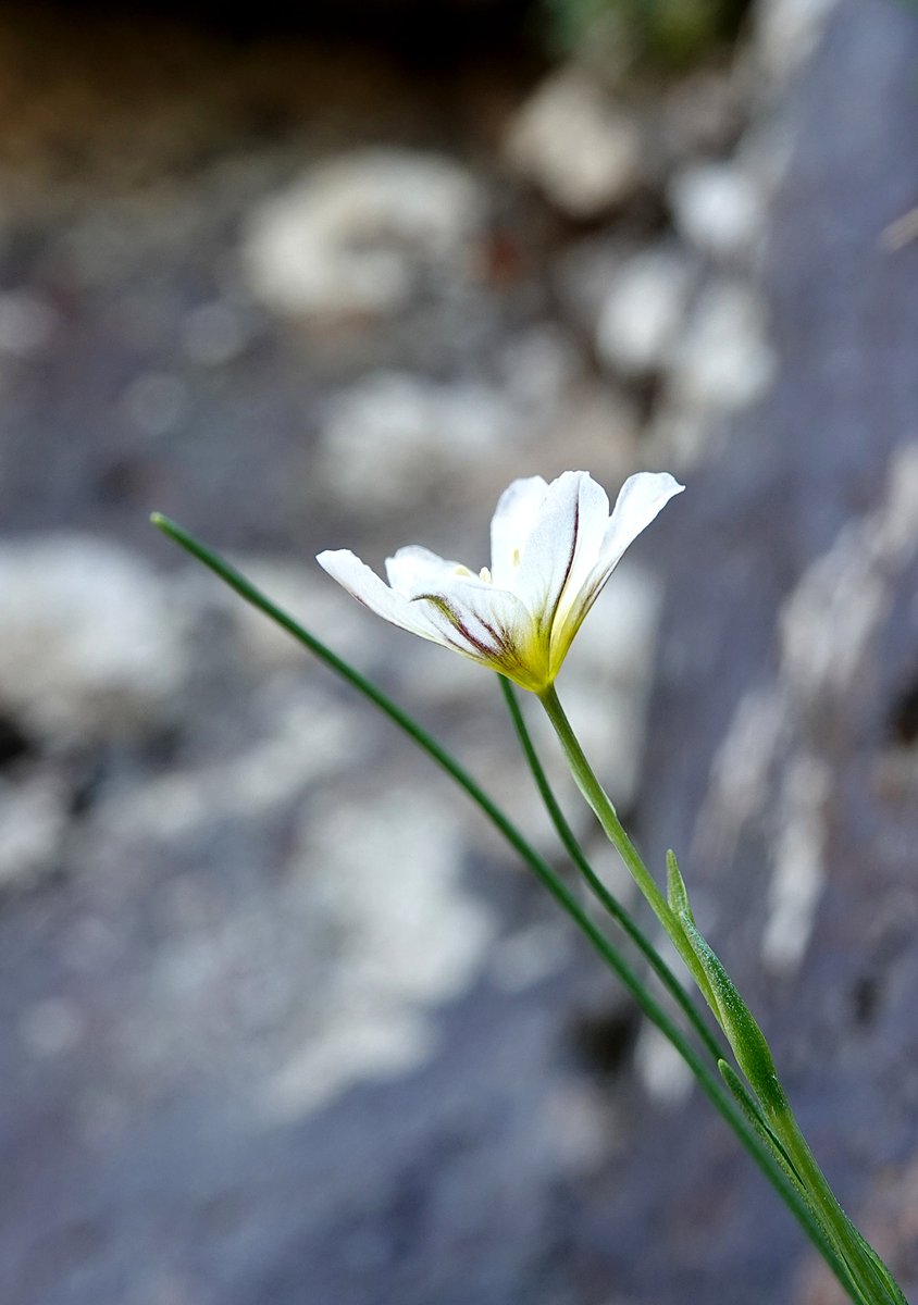 The Snowdon Lily (Gagea serotina) is one of Britain's rarest plants and only found here in #Snowdonia. Growing out of shaded, bare rock crevices and on mountain ledges away from grazing animals, we went to track it down- A real beauty! @PlantlifeCymru @visit_snowdonia @visitwales