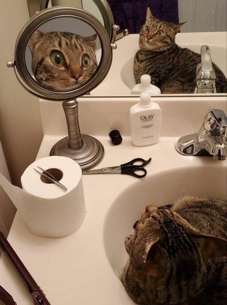 catshouldnt's tweet image. 