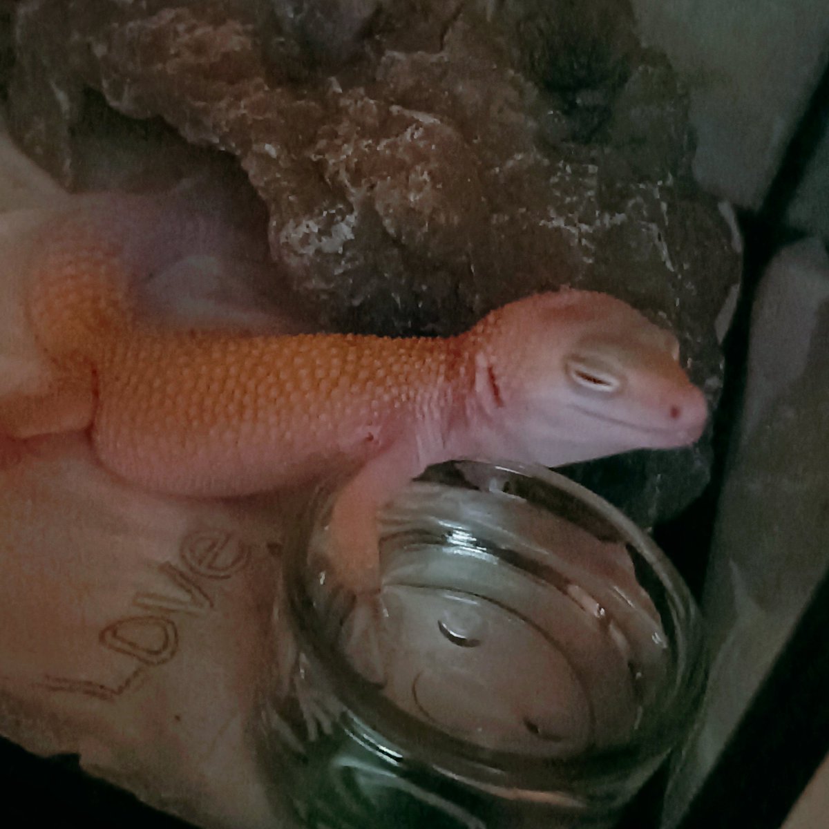 Gojyoooooo's tweet image. LIZARD: lying in water with fan blowing, dying from heat
VSSSSSSS
CORDYCEPS: need more light and temperture
AND
DEAD ME..._(:з」∠)_
#lizard
#cordycep