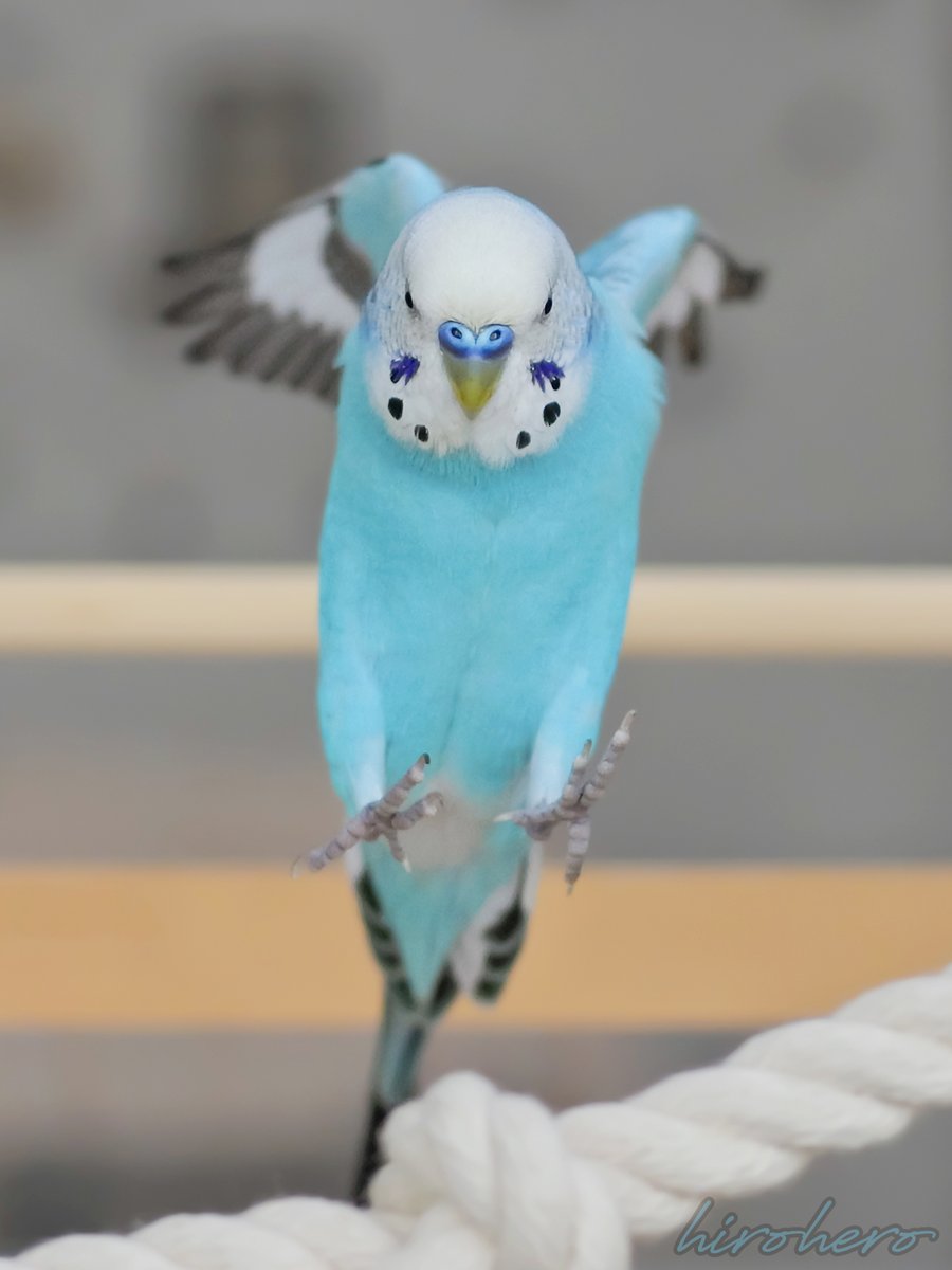 ひゅっ。

#セキセイインコ