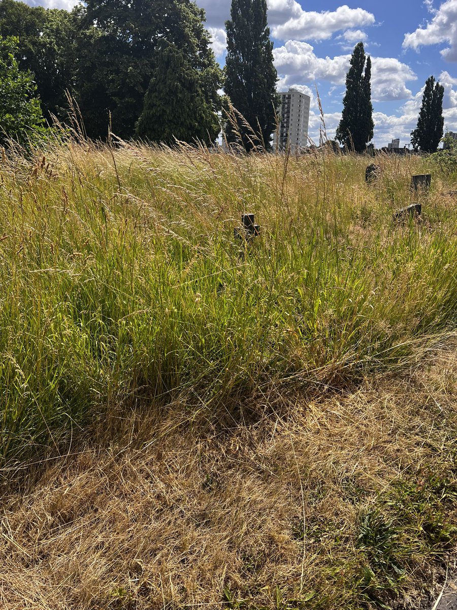 itsjamieex's tweet photo. @EnfieldCouncil @BBCNews @itvnews @TheGardianNews @TheSun @MailOnline @Telegraph @DailyMailUK Continued; I physically can not access one of the headstones of my family as it is situated in think overgrowth. The pathways are inexcusable and un even. My grandad can not even get fair enough to make sight. Little to no progress has been made since my previous visits. (2/2) https://t.co/XInIjrHxvu