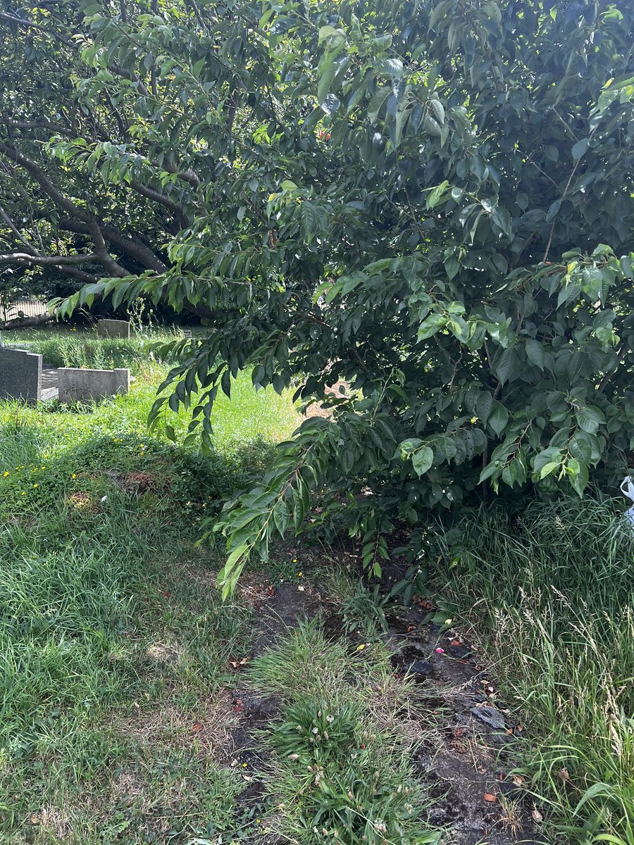 itsjamieex's tweet photo. @EnfieldCouncil @BBCNews @itvnews @TheGardianNews @TheSun @MailOnline @Telegraph @DailyMailUK Continued; I physically can not access one of the headstones of my family as it is situated in think overgrowth. The pathways are inexcusable and un even. My grandad can not even get fair enough to make sight. Little to no progress has been made since my previous visits. (2/2) https://t.co/XInIjrHxvu