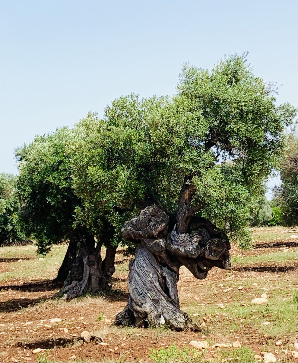Old woman tree carrying a load of olive branches on her back. #hardworkingtree #savethetrees
