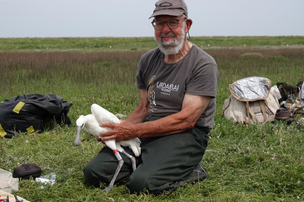 Global Flyway Network (@globalflyway) on Twitter photo Dit is tijd van het jaar dat <a href="/WGLepelaar/">Werkgroep Lepelaar</a> jonge #lepelaars ringt om broedsucces & individueel wel&wee de komende jaren te kunnen volgen: werkgroeplepelaar.org/ringen/waarom/
Als medeoprichter van <a href="/WGLepelaar/">Werkgroep Lepelaar</a> is Harry Horn al 10tallen jaren een motor achter dit werk & ook deze week weer actief! Dit is tijd van het jaar dat <a href="/WGLepelaar/">Werkgroep Lepelaar</a> jonge #lepelaars ringt om broedsucces & individueel wel&wee de komende jaren te kunnen volgen: werkgroeplepelaar.org/ringen/waarom/
Als medeoprichter van <a href="/WGLepelaar/">Werkgroep Lepelaar</a> is Harry Horn al 10tallen jaren een motor achter dit werk & ook deze week weer actief!