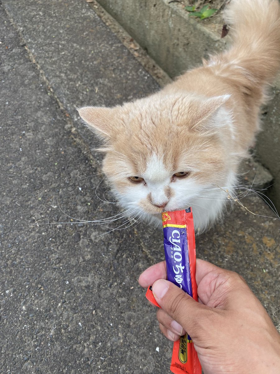 香川県多度津の山の上にある公園でこの子を保護しました。明らかに元飼い猫…立地的にも嫌な予感がしますが😔
探している方いましたら連絡ください！動物病院でマイクロチップ確認しましたが反応なしです💦酷い汚れと毛玉です！拡散お願いします！
#迷い猫