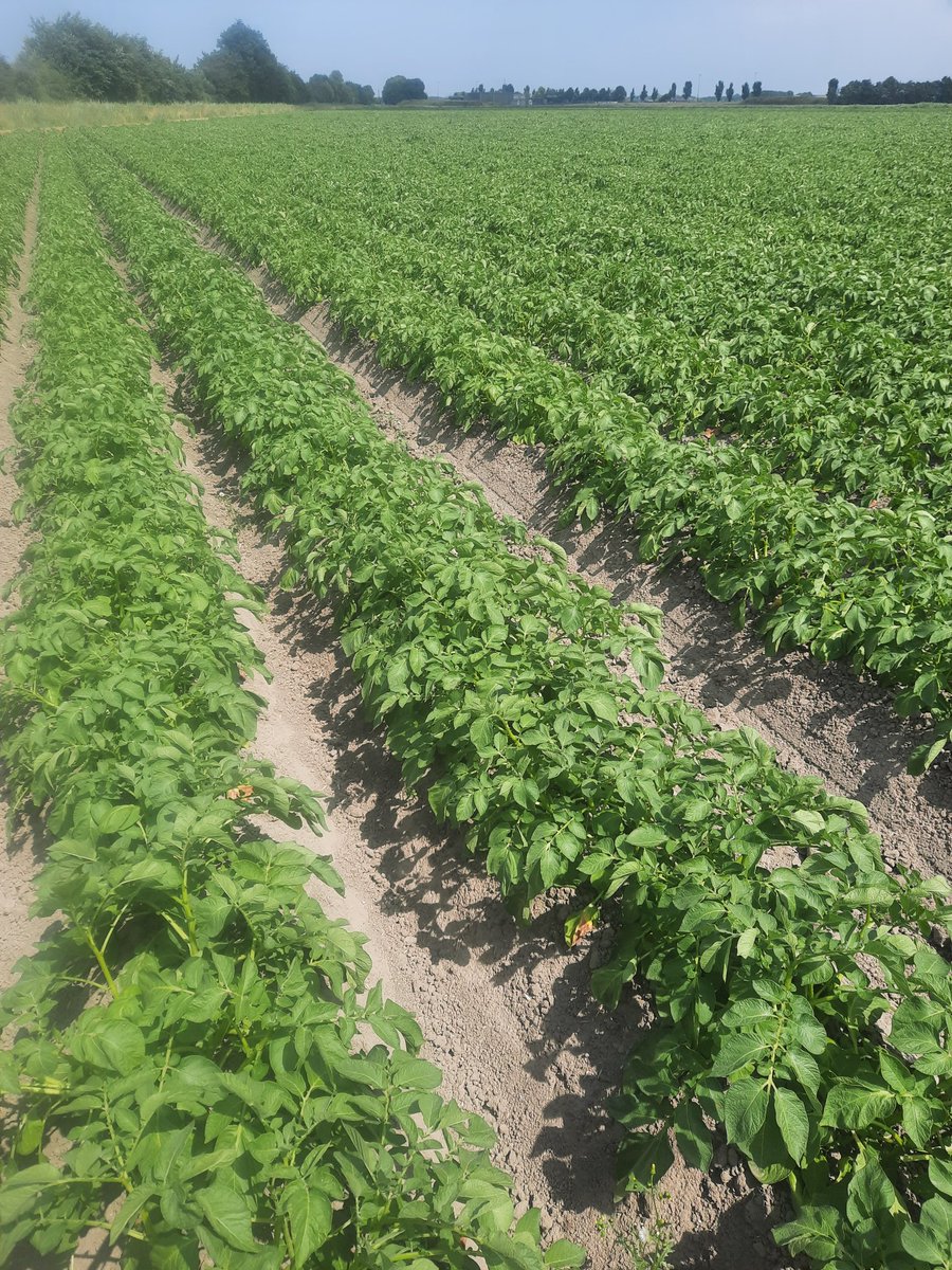 Veel stengels, veel tal, veel #twister , maar weinig vocht meer... <a href="/agricopotatoes/">Agricopotatoes</a>