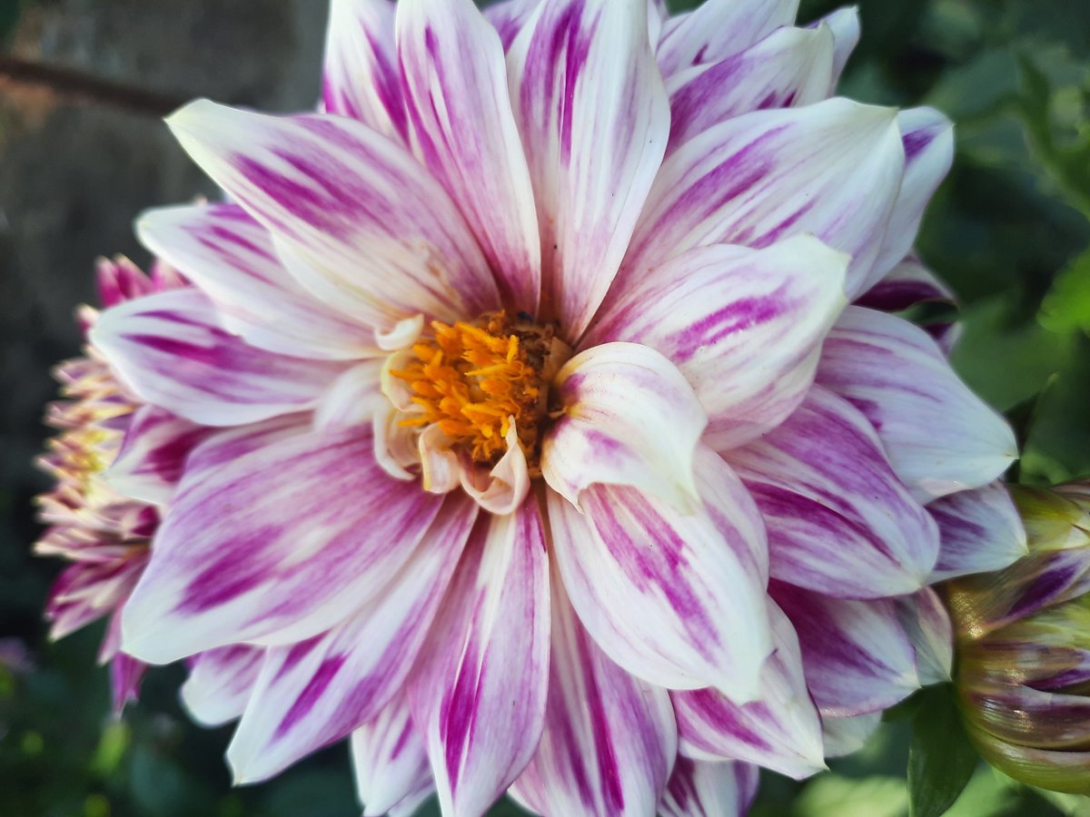 #dhalia #orduña