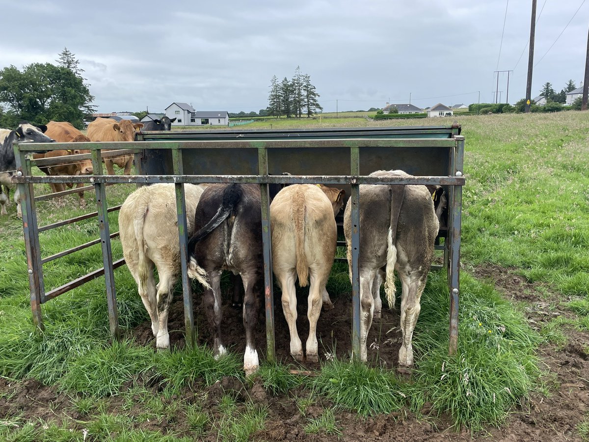 Full house at the breakfast bar #irishag #sucklers