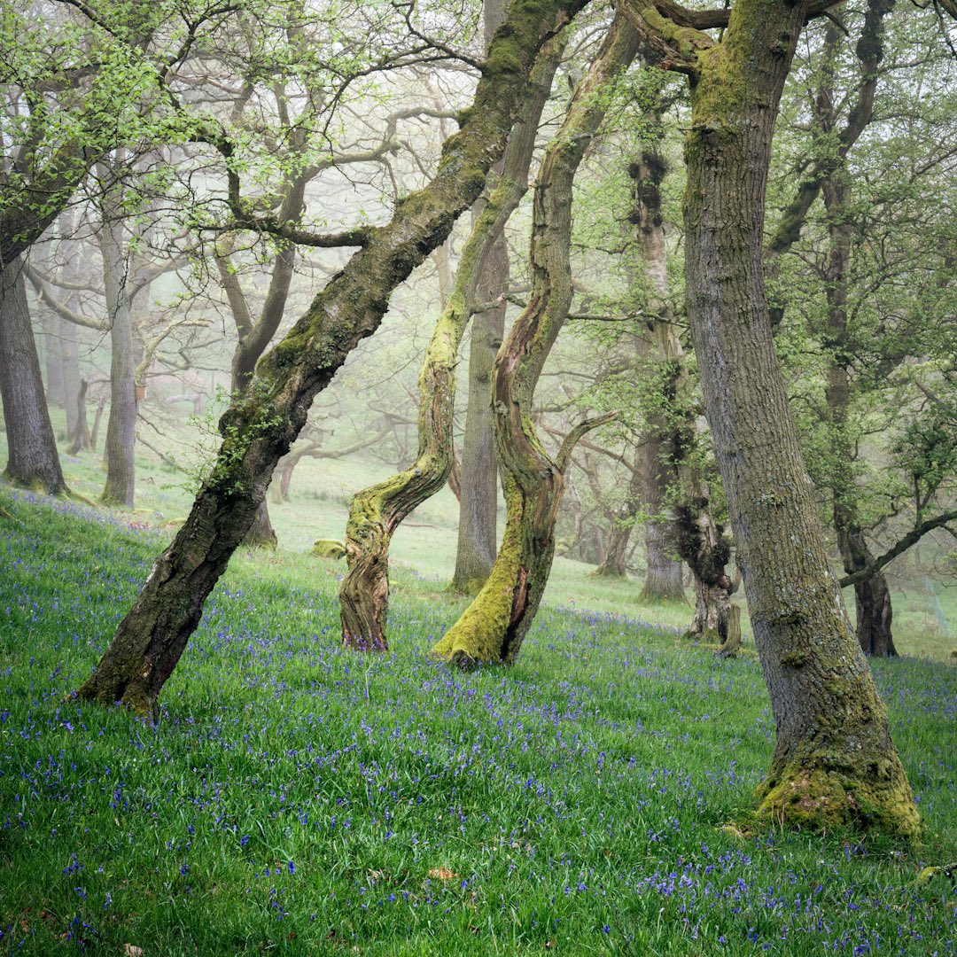 A little shot inspired by Joe Cornish, lovely little Oak wood hidden away on the moors. 

@UKNikon @NorthYorkMoors 
#woodlandphotography #spring2023 #exploretocreate