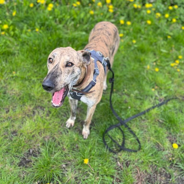 Please retweet to help Austin find a home #DURHAM #UK 

Lurcher aged 2, he may be able to live with cats, dogs and children and small animals 🐶✅

 DETAILS or APPLY 👇
strayaid.org.uk/rehome-a-dog/a…… #dogs #Lurchers #pets #AdoptDontShop