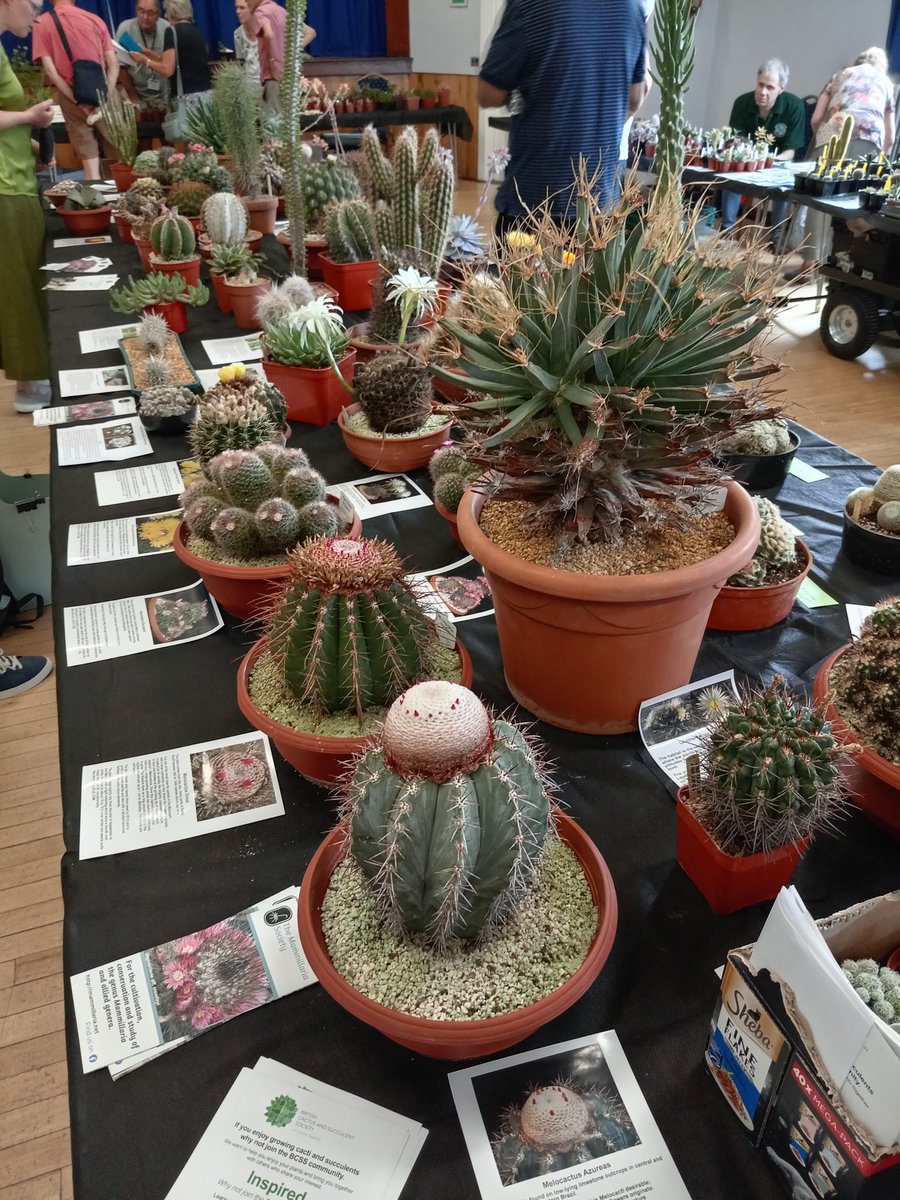 🌵Local cactus and succulent society show this morning. May have spent a bit of money and left with a box full of plants 😬