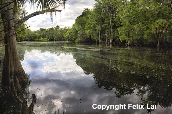 New artwork for sale! - "Hillsborough River in Florida" -
fineartamerica.com/featured/hills…
#photography  #NaturePhotography #Florida #tampa #river