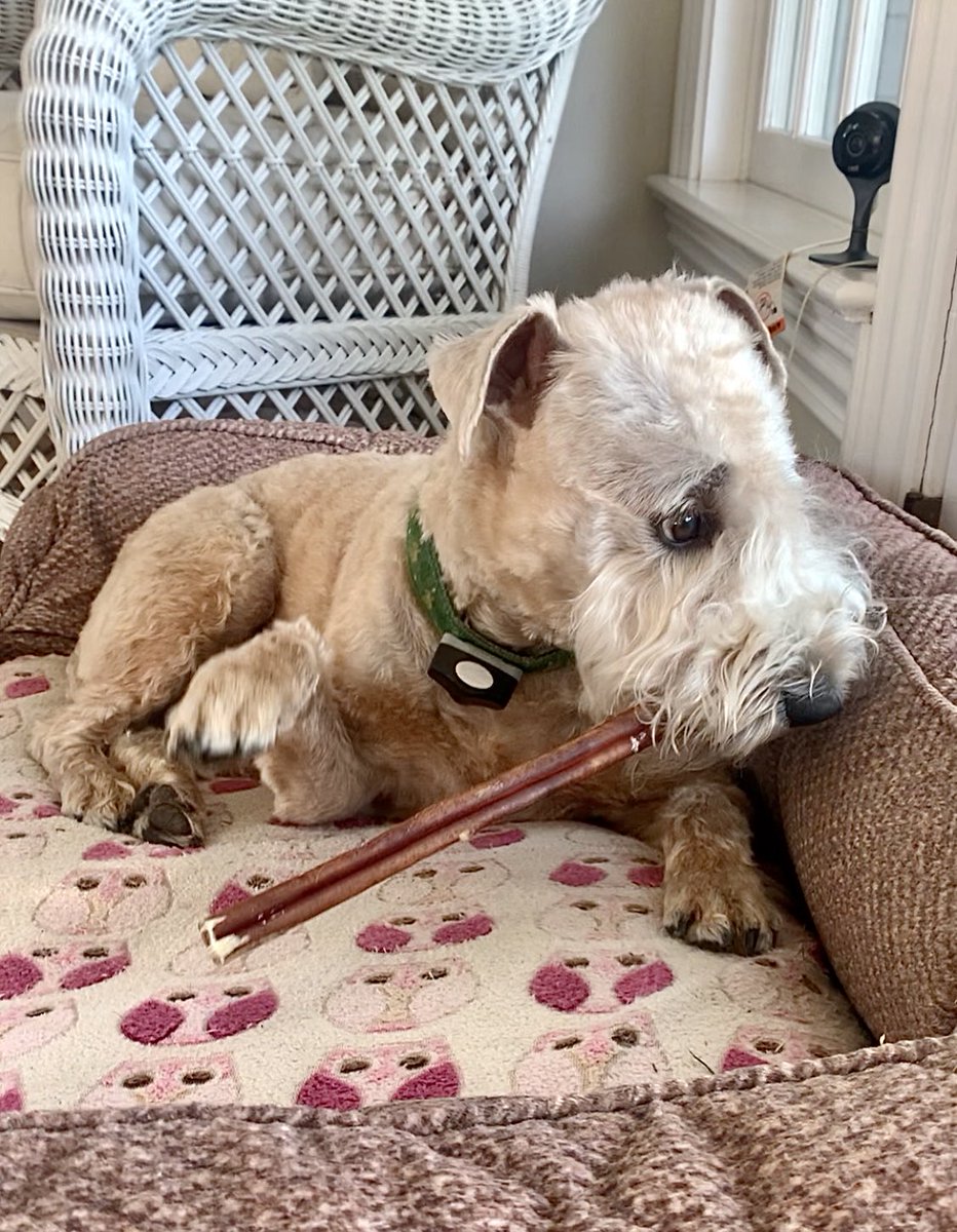 TerrierWheaten's tweet photo. You got to be kidding me! Iโm enjoying my Saturday morning bully stick session & Mr. Squirrel is right there. Heโs gonna be one sorry squizzer!
#wheatenterrier #bullystick #dogsoftwitter https://t.co/ROwxaxj2jf