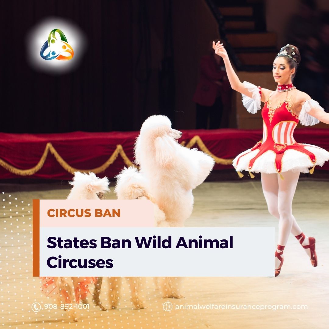 Several states in the United States have recently enacted legislation to ban circuses from using wild animals in their performances. These bans aim to prevent the exploitation and mistreatment of animals, particularly exotic and endangered species. #animalwelfare #circusanimals