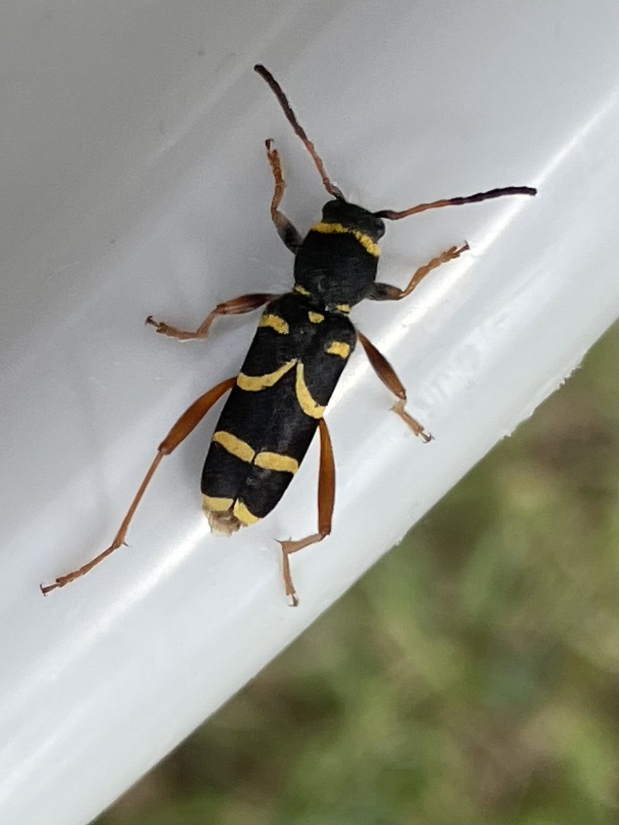 Wasp beetle. What a beauty!