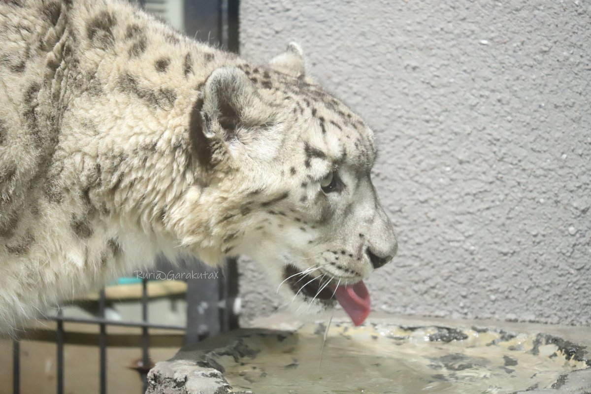 円山写ん歩
暑かったらおみずのもー
***
Maruyama zoo walk
Are you all drinking enough water?
***
🐾
🐾
#円山動物園 #ユキヒョウ #アクバル
#maruyamazoo #snowleopard #akbar