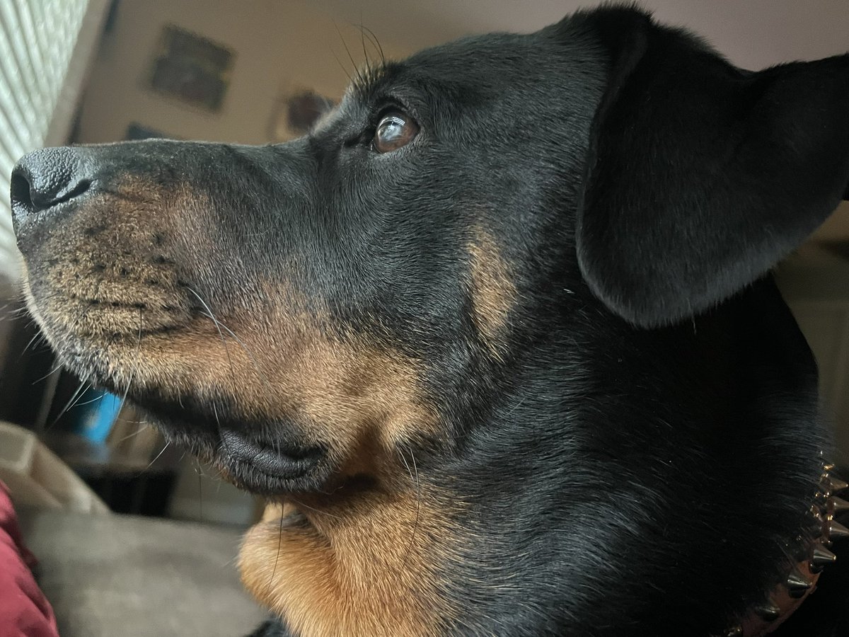 Umm, that dang squirrel is back! Dad, why did you put peanuts out there?? 🐿️🥜 #dogs #rottweiler