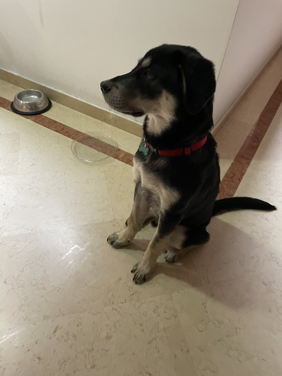 CifuentesAura's tweet photo. Este perrito llegó a la portería de mi edificio. Tiene placa, dice que se llama #Guardián. Llamamos al número, nos contestó un señor y nos dijo que él no quería tener ese perro. Que el “ya era un perro callejero”. No puedo quedármelo. Ayuda porfa para que encuentre un hogar. https://t.co/mE2q6mOdRA