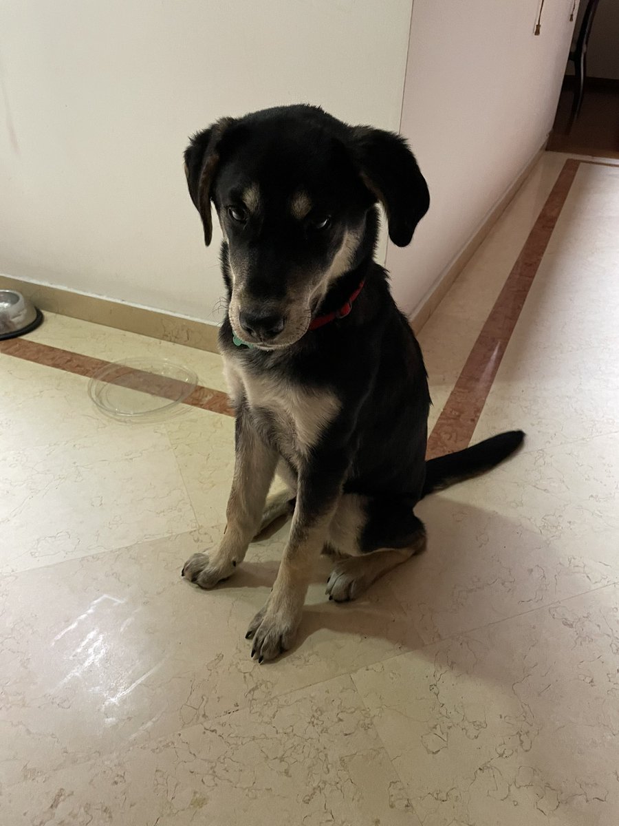CifuentesAura's tweet photo. Este perrito llegó a la portería de mi edificio. Tiene placa, dice que se llama #Guardián. Llamamos al número, nos contestó un señor y nos dijo que él no quería tener ese perro. Que el “ya era un perro callejero”. No puedo quedármelo. Ayuda porfa para que encuentre un hogar. https://t.co/mE2q6mOdRA