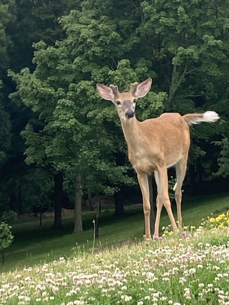 Never know who you’ll run into at Green Hill Park early in the morning! #worcester #UrbanWildlife