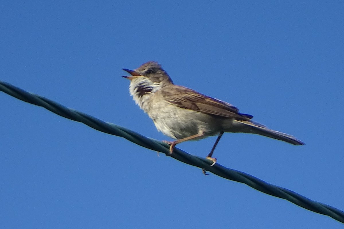 Difficult to say what was the highlight today, seeing 2 Bullfinches or 7 Swifts low above me as I walked. Also Swallows, Yellowhammers, Whitethroats, Reed & Sedge Warblers, Ravens, Kestrel, Sparrowhawk, Buzzards, GC Grebe, Skylarks, Reed Buntings, Goldcrests and Greenfinches