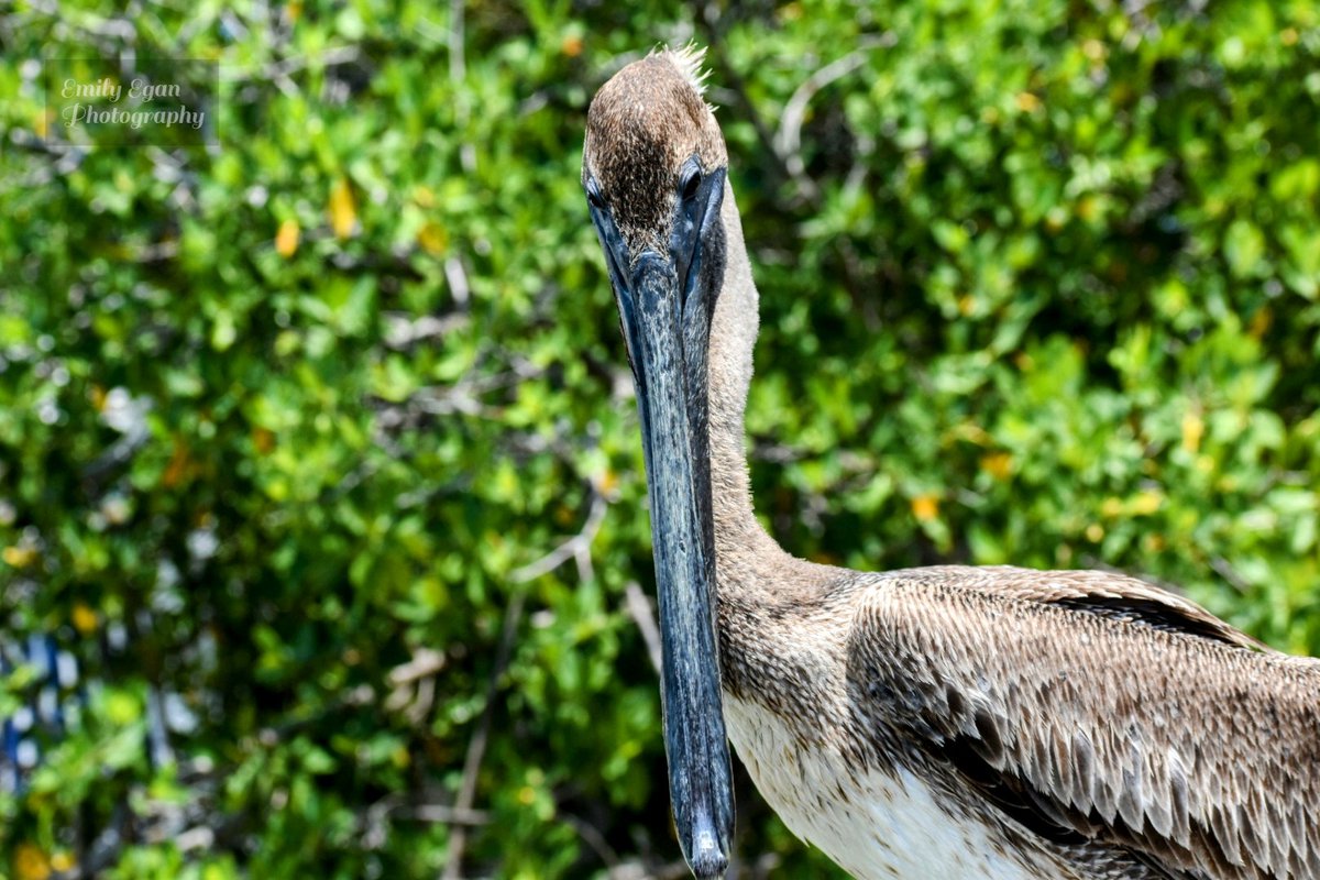 EmTMac's tweet photo. Episode ONE of Extraordinary Birder and there is BROWN PELICANS!! The bird that started it all for us. https://t.co/A5r2uf333P