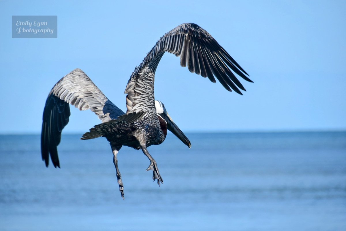 EmTMac's tweet photo. Episode ONE of Extraordinary Birder and there is BROWN PELICANS!! The bird that started it all for us. https://t.co/A5r2uf333P