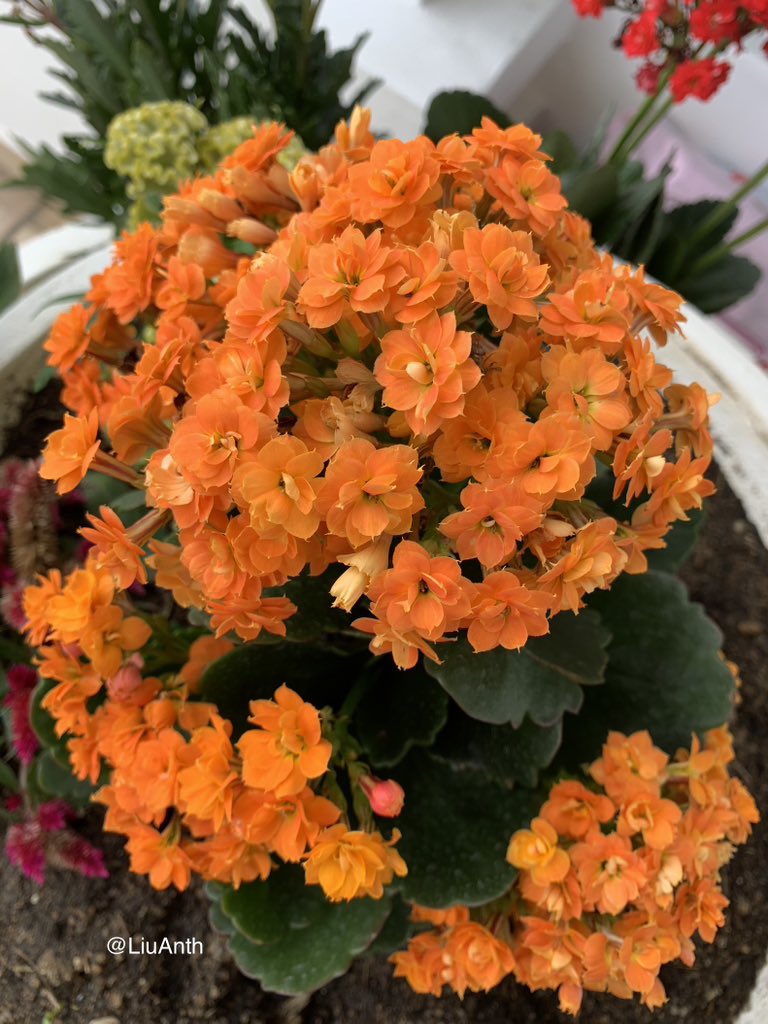 Kalanchoe houseplants with long-lasting blooms 🌸🌸🌸
#GardeningTwitter #flowers
#FlowerHunting #kalanchoes