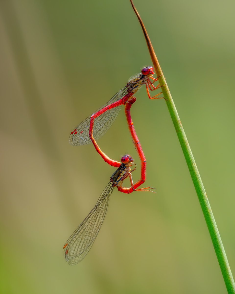 One from RSPB Arne on Thursday. Small Red Damselflies do what damselflies do.
@RSPBArne #damselflies