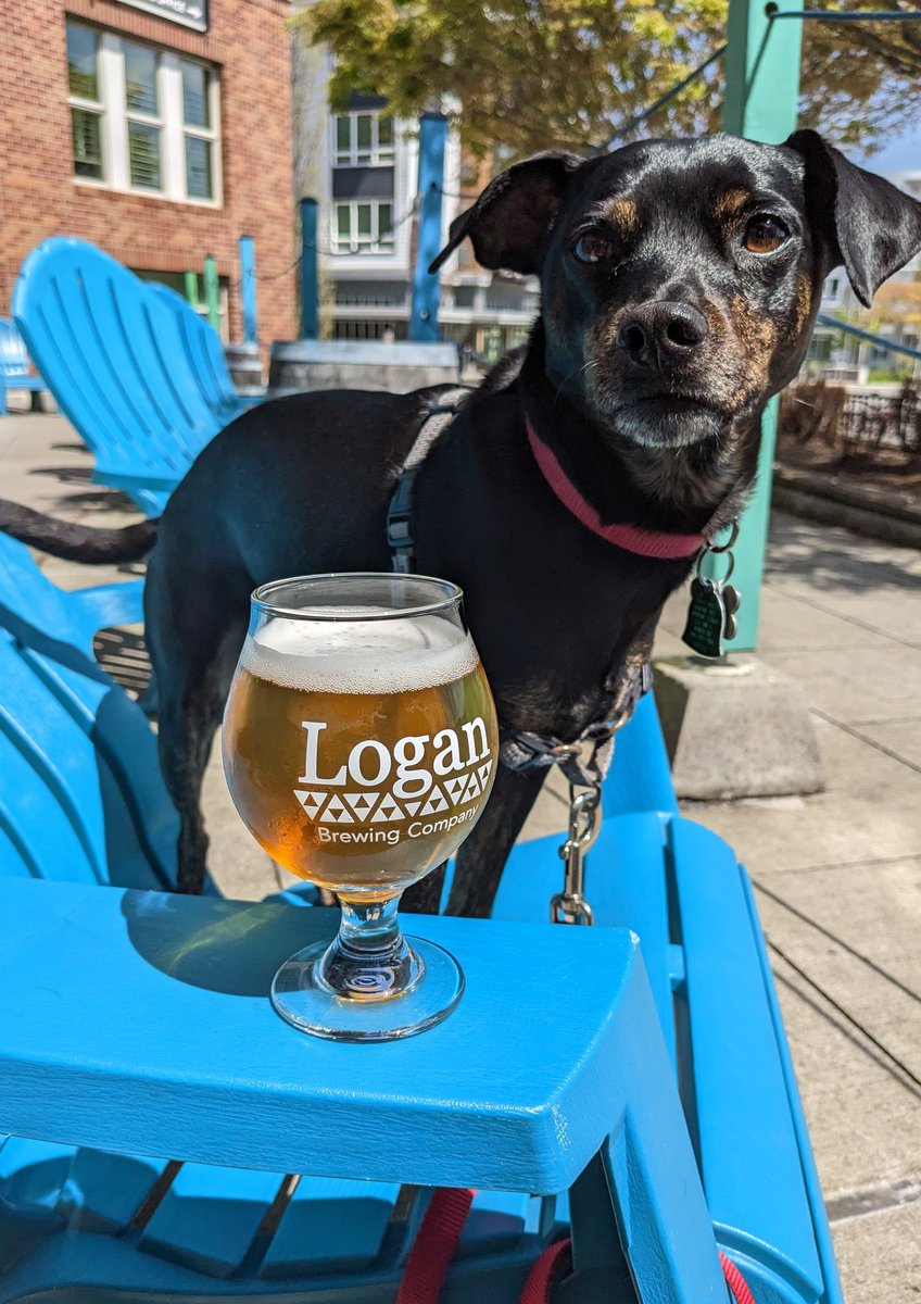 Stop by today to enjoy a beer 🍻 with your favorite furry friend! 🐕 Our taproom and patio are dog friendly so you can enjoy the nice weather ☀️ and your pup can too. 🦴 Please remember to keep your little friend on a leash! 🐕‍🦺 Woof! 

#loganbrewing #loganbeer #logan #dogfriendly