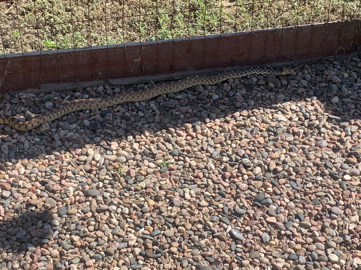 Please move along, I have yard work to do! 😩🐍