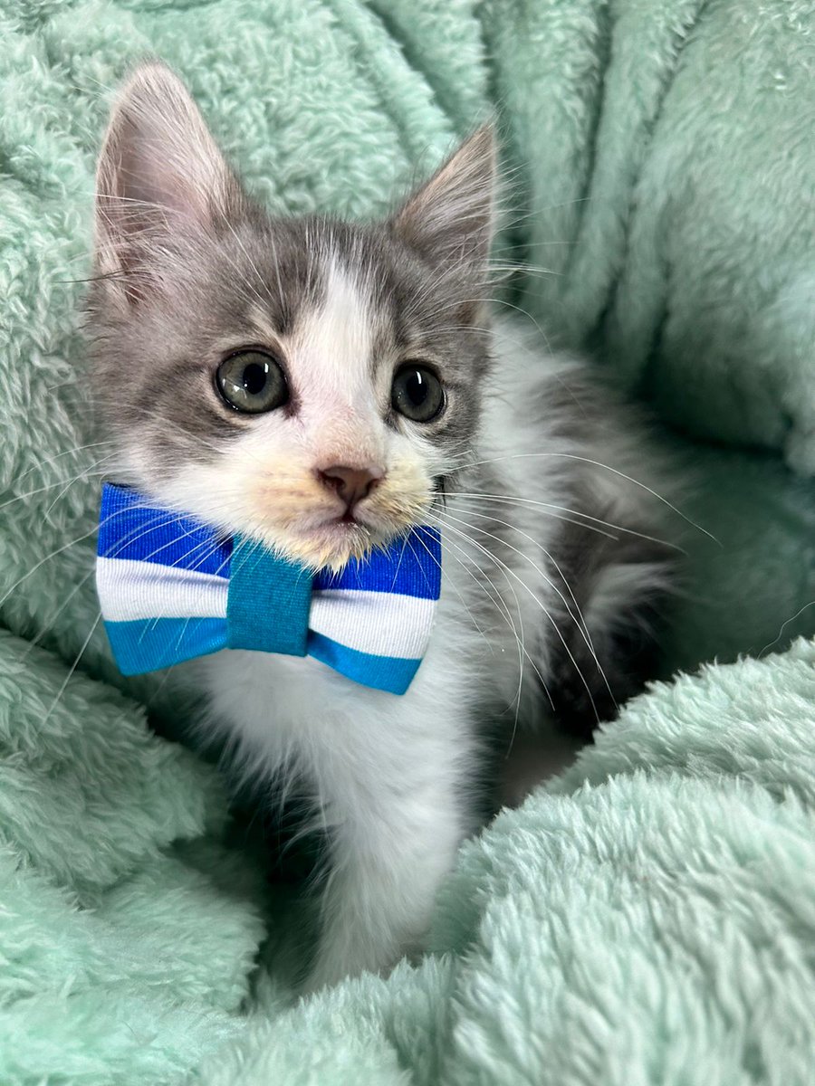 ✨ZEUS✨
Tengo 2 meses aproximadamente!! Me encantan los mimos y dormir todo el día 🩶 se usar mis piedritas y soy super tranquilo !! ¿Me adoptas? 💘