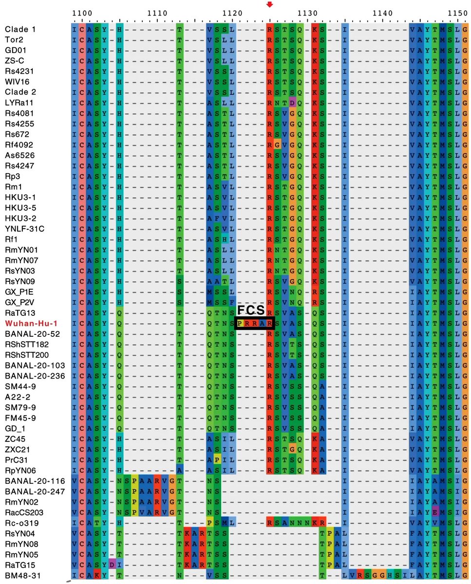 #10 SARS-CoV-2 has a unique furin cleavage site (FCS) at the S1/S2 junction, which has been previously associated with increased infectivity in engineered coronaviruses. Notably, Dr. Jiang Shibo is one of the few experts in the world at FCS insertion in coronaviruses.