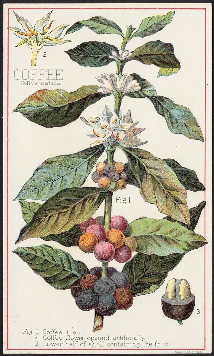 The quest to grow decaf coffee. ♨️

Companies &amp; academics are using gene-editing to remove caffeine from Arabica &amp; Robusta trees.

But there are already plenty of ways to make decaf coffee.

What gives?🧵