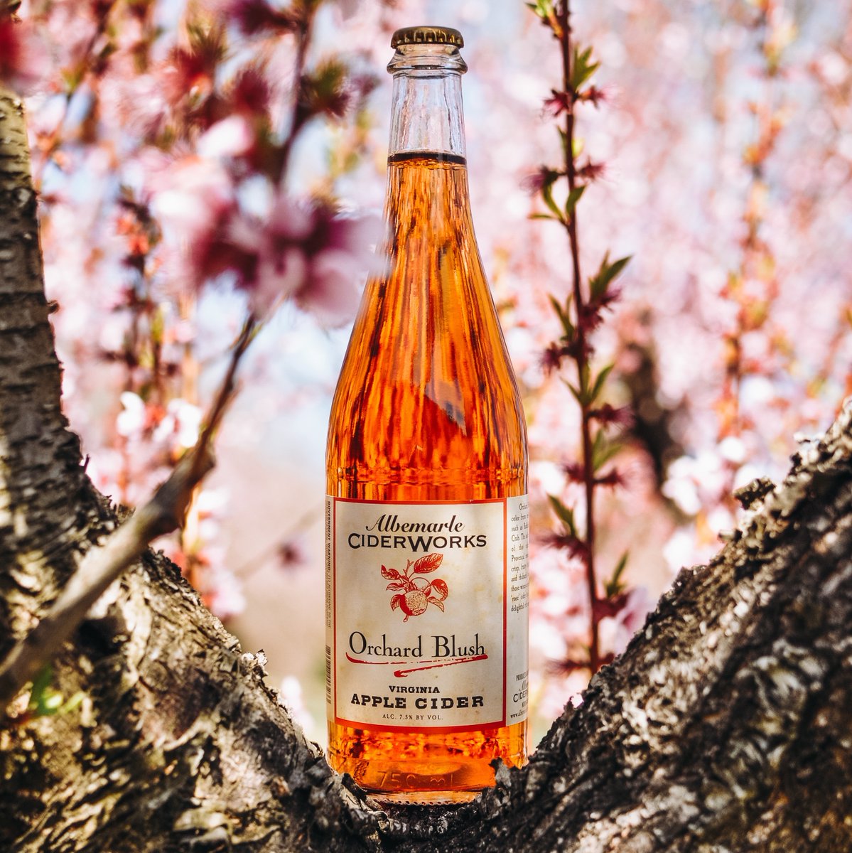 AlbCiderWorks's tweet photo. 🌸🎉 Missed National Pink Day? No worries! Keep the celebration going with our Orchard Blush! 

Sip on the essence of pink with notes of rhubarb and sour 🍉! LIMITED STOCK.

🛍️SHOP: https://t.co/fmiaZF3Fof

#BetterLateThanNever #PinkDayCelebration #AlbemarleCiderWorks #RoseCider https://t.co/fqgtvqKTUA
