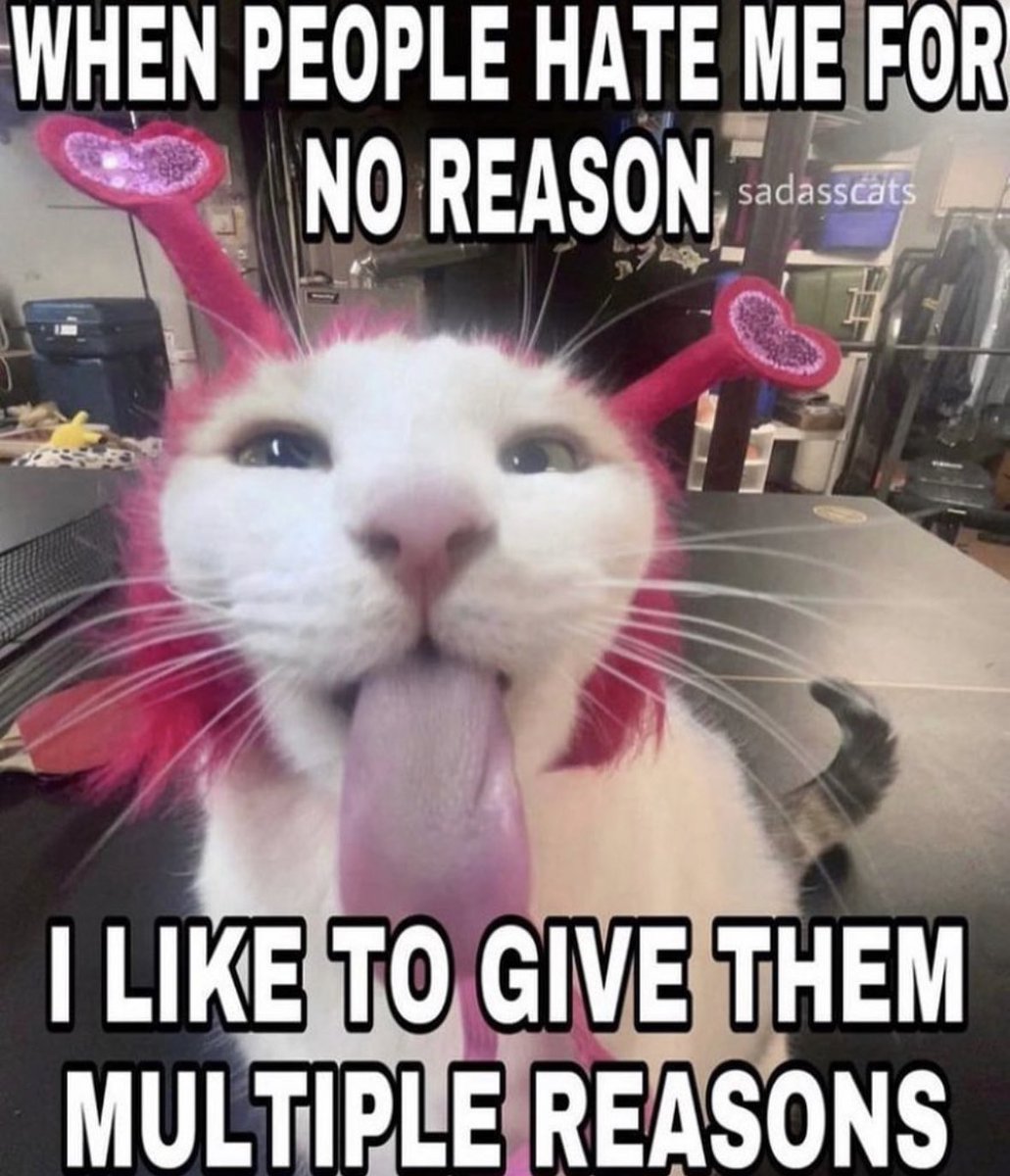 literallymecats's tweet image. 