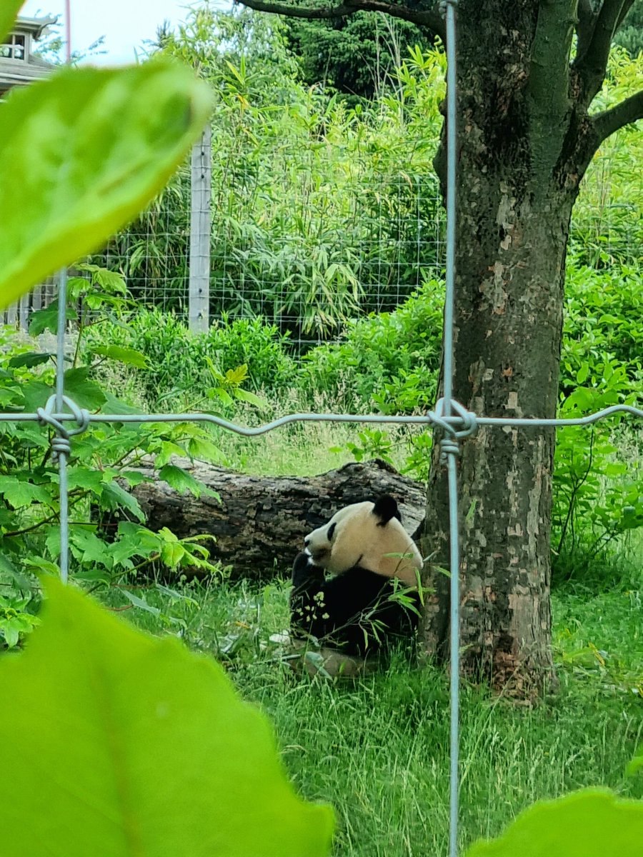 busandbeyonduk's tweet photo. Our littlest loves animals and has a particular fondness for pandas, so we've had a flying visit to @EdinburghZoo (travelling on her brother's favourite @LNER Azuma trains 🚆). The zoo's Pandas 🐼 and Pancakes 🥞 event is brilliant and well worth the journey https://t.co/gifaX9e02i