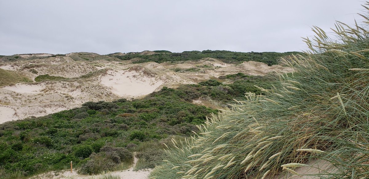 OJBBurns's tweet photo. It's #WorldSandDuneDay! Just back from a visit to the amazing dunes at Hardelot Plage, Pas de Calais.

An interesting case study for beach hydrology as a control on embryo formation, per my holiday reading: https://t.co/XaOuAIb5yB https://t.co/b8ioUp6yjU